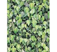 UGEPA - Papel pintado, color verde, j434 - 04