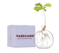 Vasecado® Jarrón para bellota, jarrones de vidrio transparente soplado a mano para bellotas, regalo para los amantes de las plantas