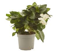 verdecora Gardenia en Maceta Ø13cm | Gardenia Jasminoides | Jazmín del Cabo | Planta de Flor Blanca Perfumada | Ideal para Interior y Exterior en Terraza, Jardín o Patio