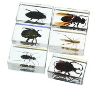 VICASKY Colección de insectos en resina con 6 muestras diferentes, para exhibición científica y decoración del hogar