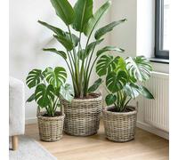 vidaXL Cesta para Plantas GENDT 3 uds. Gris natural Ratán Kubu