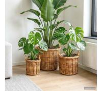 vidaXL Cesta para Plantas GENDT 3 uds. Madera Natural Ratán Kubu