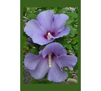 Violet Hibiscus Journal Cover: diary, notebook, travel log, notepad, 6x9" inch, 110 pages, college ruled.