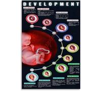 VWWJCCRO Size Comparison Poster Fetal Development Weeks Months Wall Hanging(Framed,08x12inch(20x30cm))