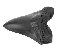 Warmhm Réplica de Diente de Megalodón de Gran Tamaño en Resina, Modelo Educativo para Paleontología y Ornamento para Ambientes Educativos y Hogar