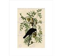 Wee Blue Coo Painting Book Page Birds America Audubon American Crow Impresión del Arte 12 x 16 Pulgadas