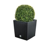 WELL HOME MOBILIARIO & DECORACIÓN Set de Maceta Rato 32 litros con cubilete para Plantar en Color Antracita 32 x 32 x 32,5 cm + Bola de boj diámetro 27 cm