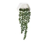 Well home - planta colgante de pared contemporánea