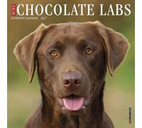 Willow Creek Press, Just Chocolate Labs - Calendario de pared 2027