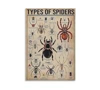 XGINERFEX Spider Species Identification Chart, Educational Poster on Arachnid Diversity with Orb-Weaver Jumping Spider Tarantula, Science Classroom Decor(Unframed,16x24inch(40x60cm))