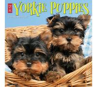 Willow Creek Press, Just Yorkie Puppies - Calendario de pared 2027