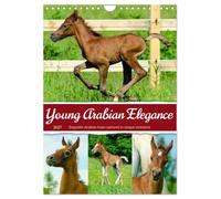 Young Arabian Elegance (Wall Calendar 2027 DIN A4 portrait), CALVENDO 12 Month Wall Calendar: The fascinating world of young Arabian horses - full of grace, energy, and a zest for life.